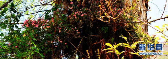 徒步墨脫與冰雪高原的親密接觸