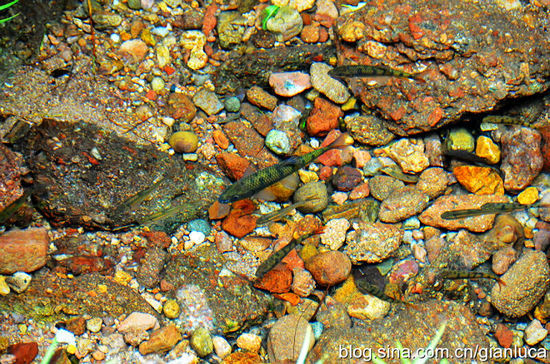 武夷山：丹霞危崖 溪水明凈