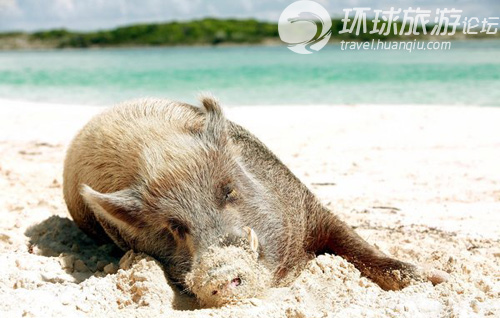 世界上最奇特的私人小島