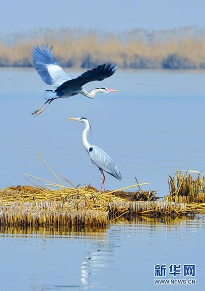 寧夏：春暖鳥先知