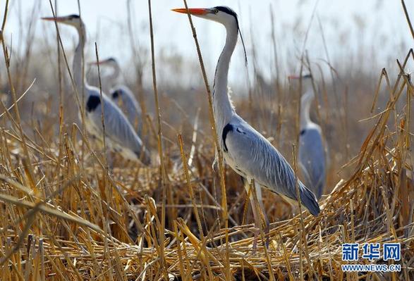 寧夏:春暖鳥先知