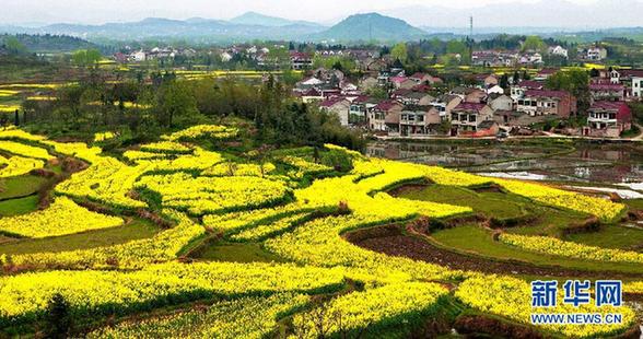 安徽湯池油菜花爛漫迎春 畫家故里如詩如畫