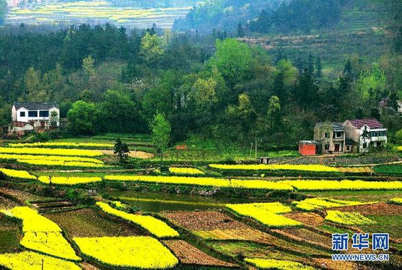 安徽湯池油菜花爛漫迎春 畫家故里如詩(shī)如畫
