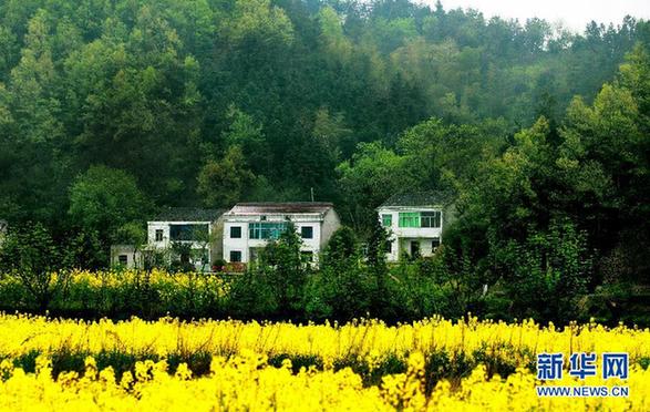 安徽湯池油菜花爛漫迎春 畫家故里如詩如畫