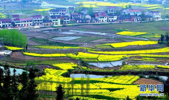 安徽湯池油菜花爛漫迎春 畫家故里如詩如畫