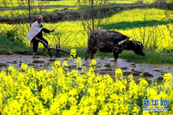安徽湯池油菜花爛漫迎春 畫家故里如詩如畫