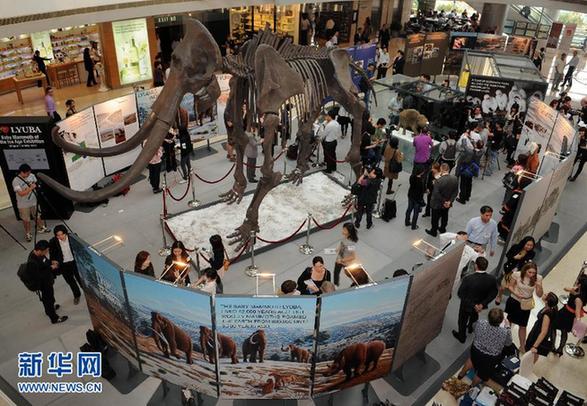 冰河時期長毛象寶寶首次在香港展出