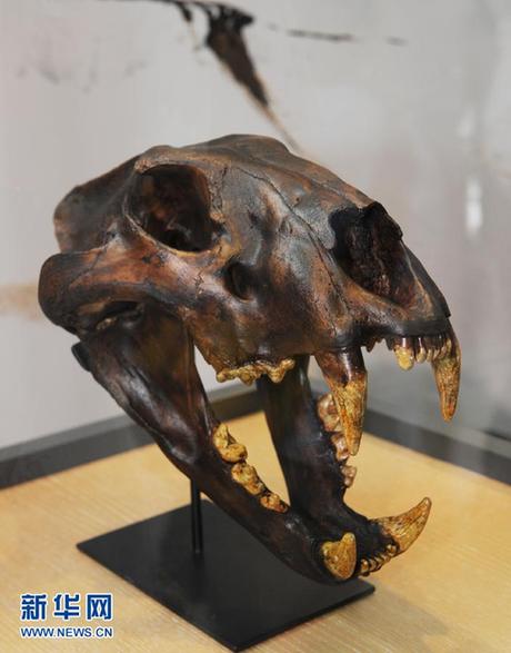 冰河時期長毛象寶寶首次在香港展出