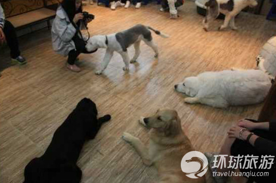 韓國最潮的狗狗咖啡館