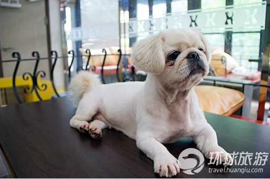 韓國最潮的狗狗咖啡館