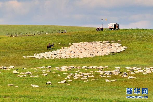 高清：內蒙古新巴爾虎草原披金撒銀迎游客