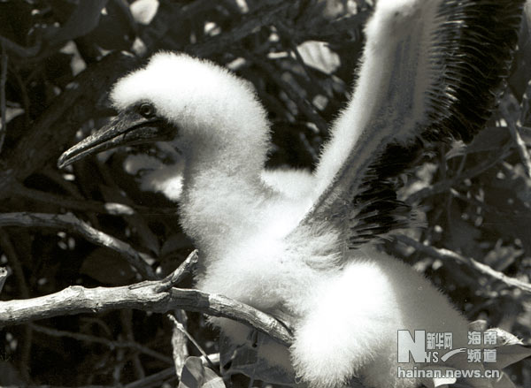 珍貴！1991年西沙科考海量歷史照