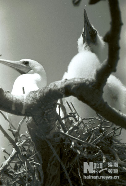 珍貴！1991年西沙科考海量歷史照