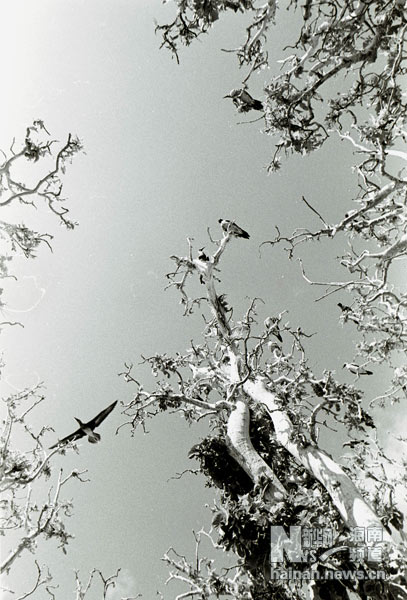 珍貴！1991年西沙科考海量歷史照