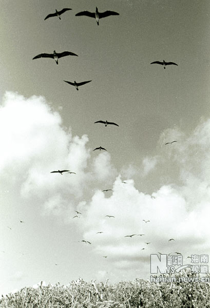 珍貴！1991年西沙科考海量歷史照