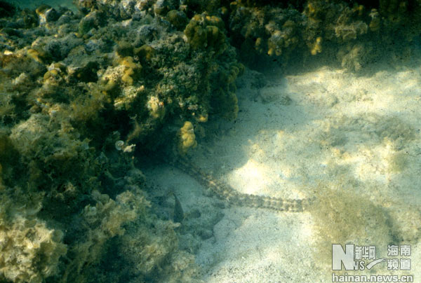 珍貴！1991年西沙科考海量歷史照