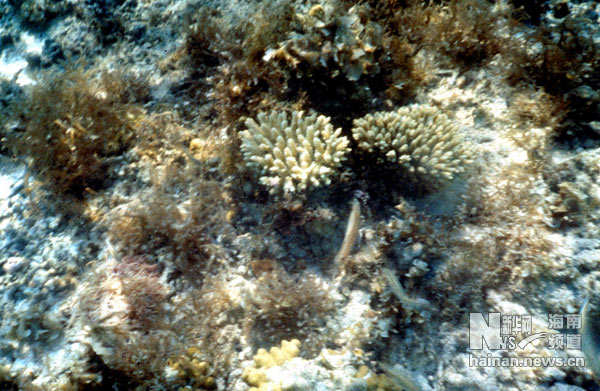 珍貴！1991年西沙科考海量歷史照