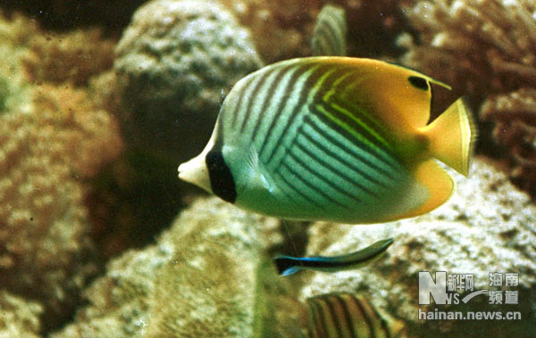 珍貴！1991年西沙科考海量歷史照