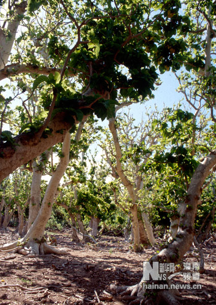 珍貴！1991年西沙科考海量歷史照