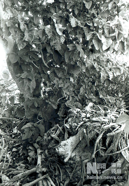 珍貴！1991年西沙科考海量歷史照