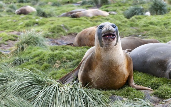 萌翻眾人!鏡頭下野生動(dòng)物可愛表情秀