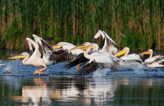 世界罕見景區 歐洲最大濕地多瑙河三角洲