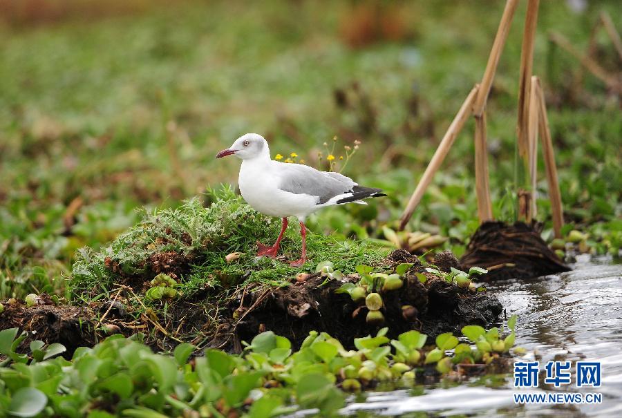 肯尼亞濕地面臨退化威脅