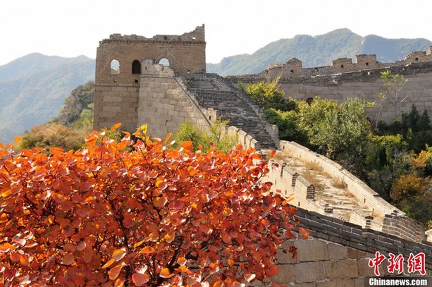 北京八達嶺紅葉進入觀賞佳期