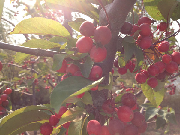 紅了楓葉，紅了海棠