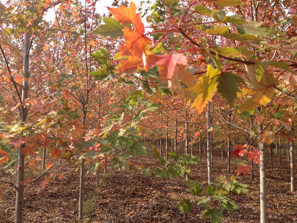 紅了楓葉，紅了海棠