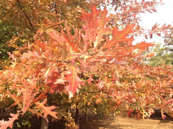 紅了楓葉，紅了海棠