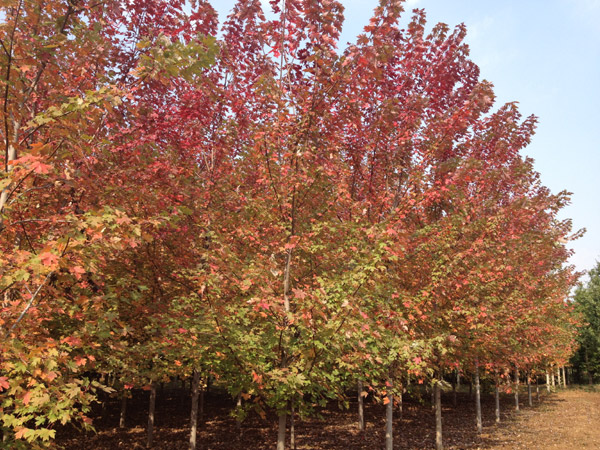 紅了楓葉，紅了海棠