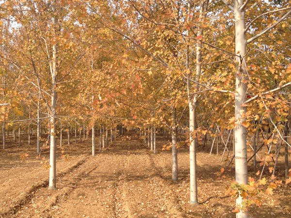 紅了楓葉，紅了海棠