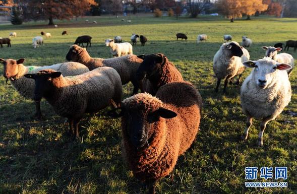 瑞士萬國宮“邀請”羊群修整草坪