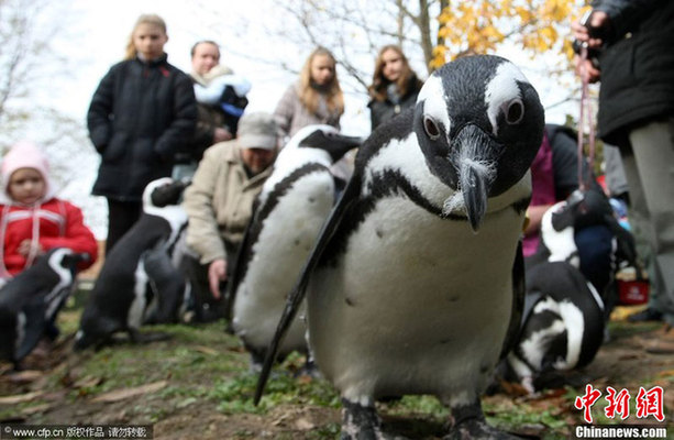 匈牙利企鵝走上街頭 和市民“親密接觸”