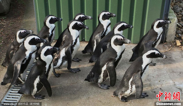 匈牙利企鵝走上街頭 和市民“親密接觸”