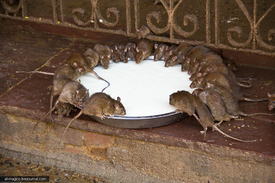 駭人！世界奇怪廟宇之印度“老鼠廟”