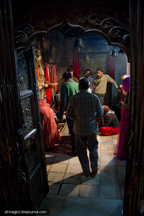 駭人！世界奇怪廟宇之印度“老鼠廟”