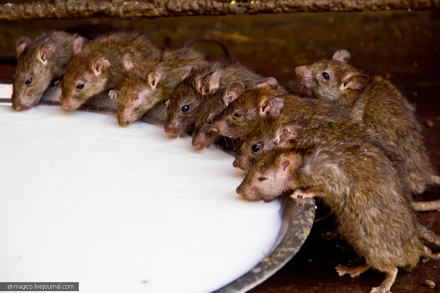 駭人！世界奇怪廟宇之印度“老鼠廟”