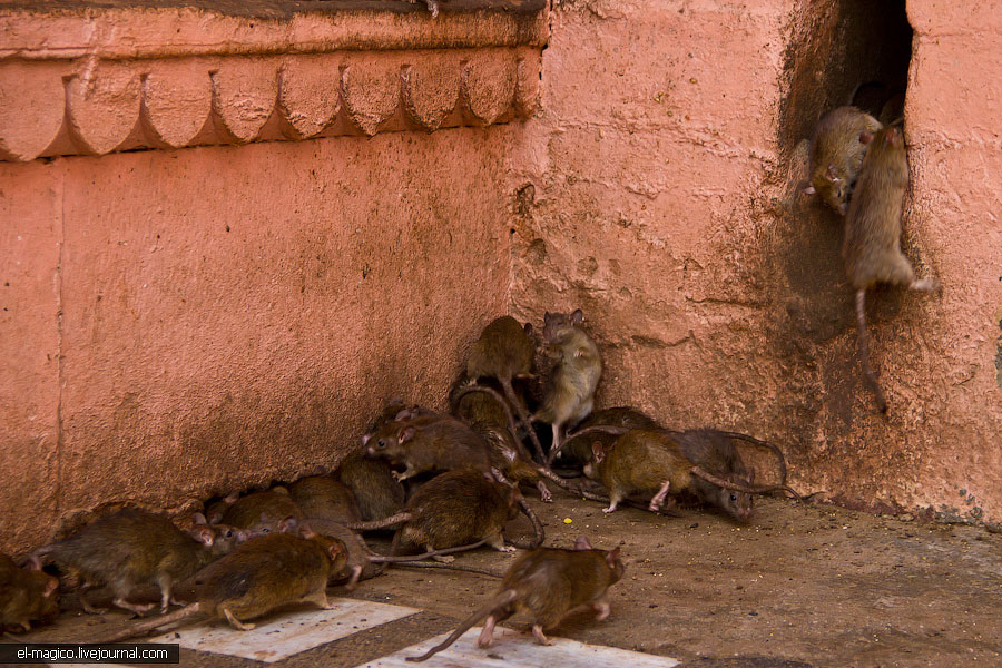 駭人！世界奇怪廟宇之印度“老鼠廟”