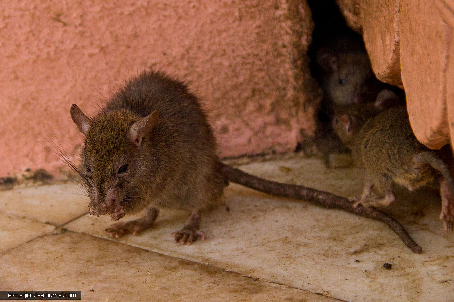 駭人！世界奇怪廟宇之印度“老鼠廟”