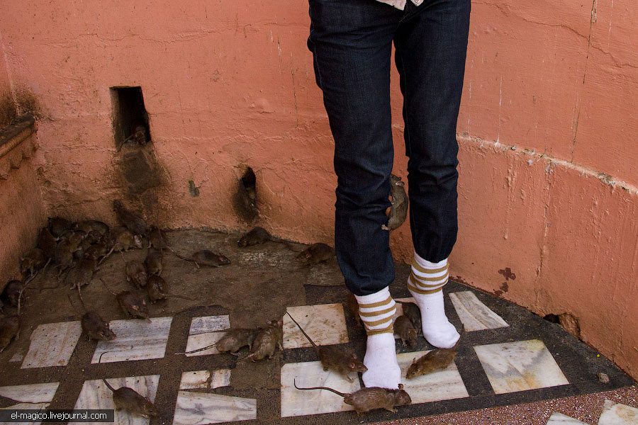 駭人！世界奇怪廟宇之印度“老鼠廟”