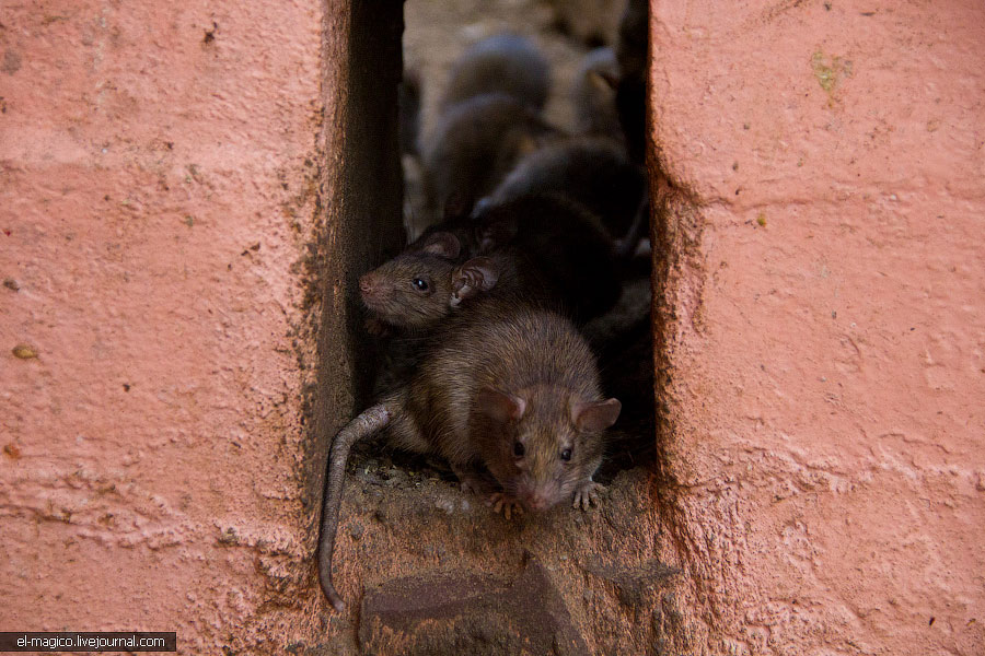 駭人！世界奇怪廟宇之印度“老鼠廟”