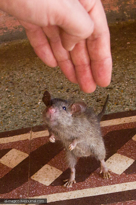 駭人！世界奇怪廟宇之印度“老鼠廟”