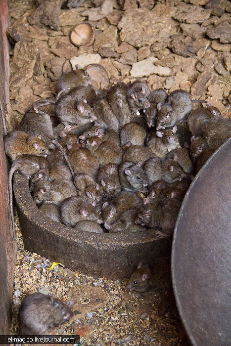 駭人！世界奇怪廟宇之印度“老鼠廟”