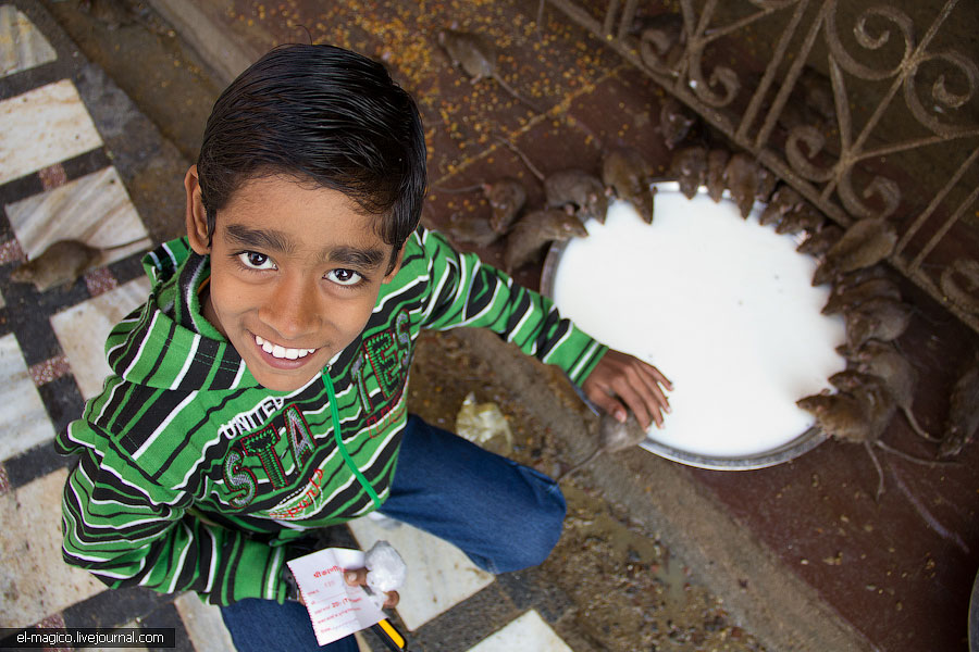 駭人！世界奇怪廟宇之印度“老鼠廟”