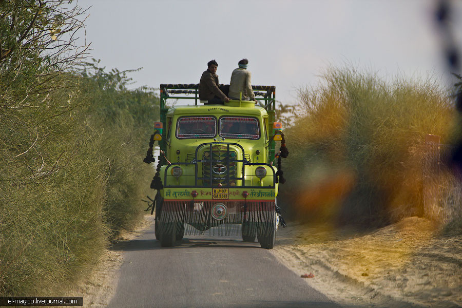 駭人！世界奇怪廟宇之印度“老鼠廟”