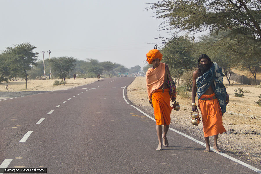 駭人！世界奇怪廟宇之印度“老鼠廟”