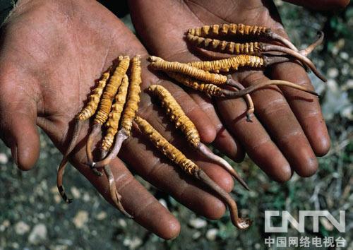 紀錄片《喜馬拉雅大淘金》：鮮為人知的蟲草故事