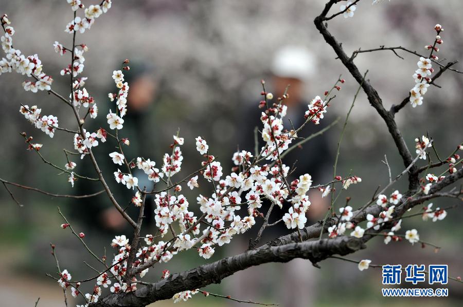 “花開意盎然，雀鳥上枝頭”：聽！春天的腳步聲